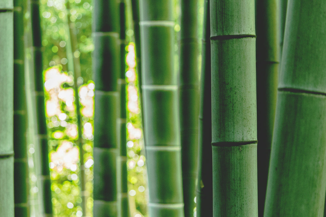 Why I Started Bambaloo