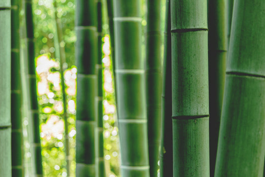Why I Started Bambaloo